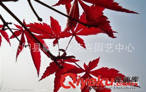 批發(fā)美國紅楓種子 紅楓小苗 紅楓樹苗