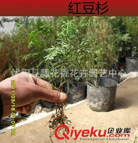 苗圃直銷紅豆杉小苗 南方紅豆杉苗 曼地亞紅豆杉20公分左右