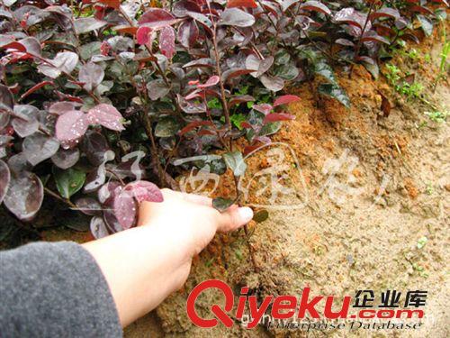 苗圃直銷高20-30公分雙面紅 紅花繼木小苗  適合庭院，綠化工程等