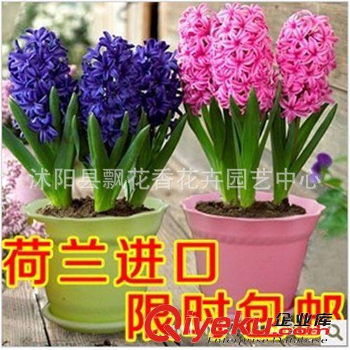 批發(fā)進口荷蘭郁金香種球 郁金香種子 花種子 郁金香花籽 種苗
