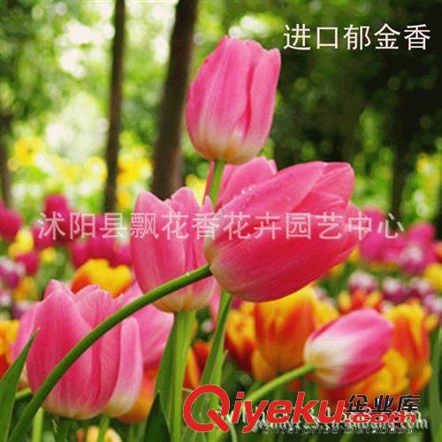 批發進口荷蘭郁金香種球 郁金香種子 花種子 郁金香花籽 種苗