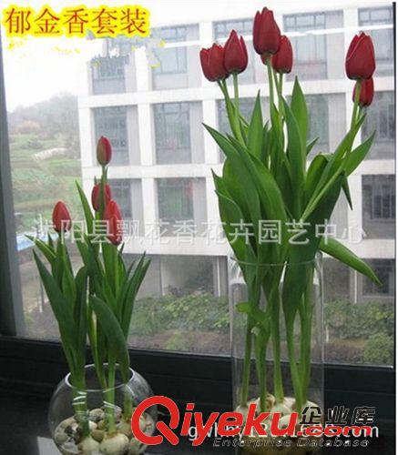 批發進口荷蘭郁金香種球 郁金香種子 花種子 郁金香花籽 種苗