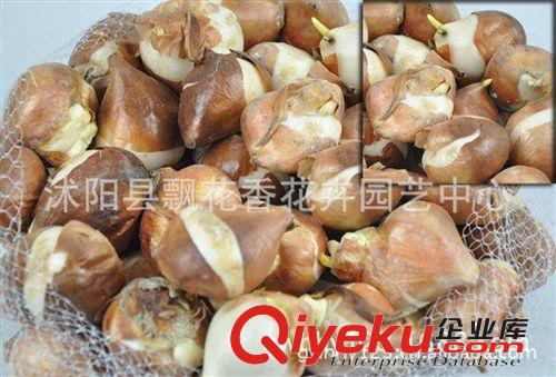 批發進口荷蘭郁金香種球 郁金香種子 花種子 郁金香花籽 種苗
