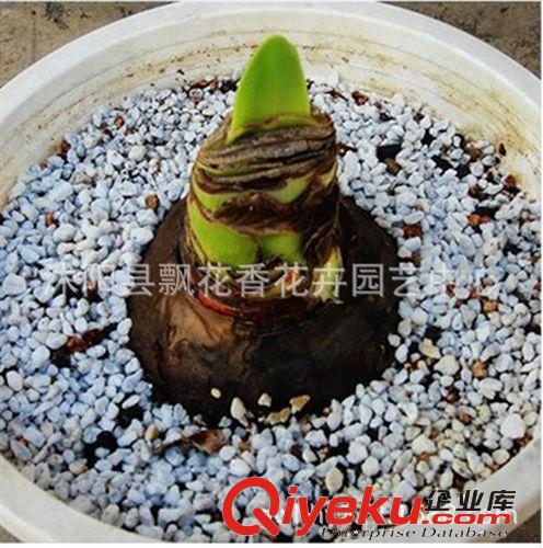 批發(fā)進(jìn)口荷蘭朱頂紅種球 朱頂紅花卉  花卉種子 花種子原始圖片3