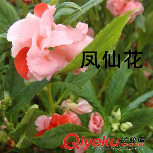 批发供应优质茶花种子  凤仙花种子  花种子 货到付款