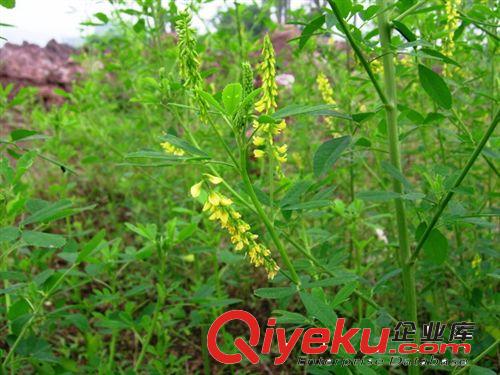 批發(fā) 進(jìn)口牧草 草木犀種子原始圖片2
