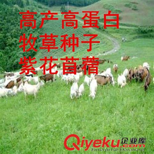 批發(fā) 進(jìn)口牧草 草木犀種子原始圖片3