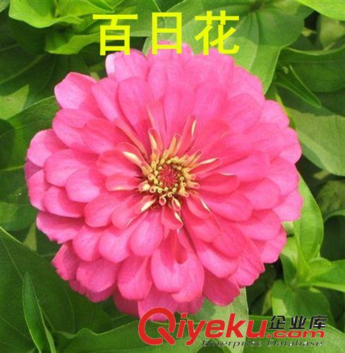 批發(fā)供應(yīng) 草花種子  百日花 百日草種子 觀花種子