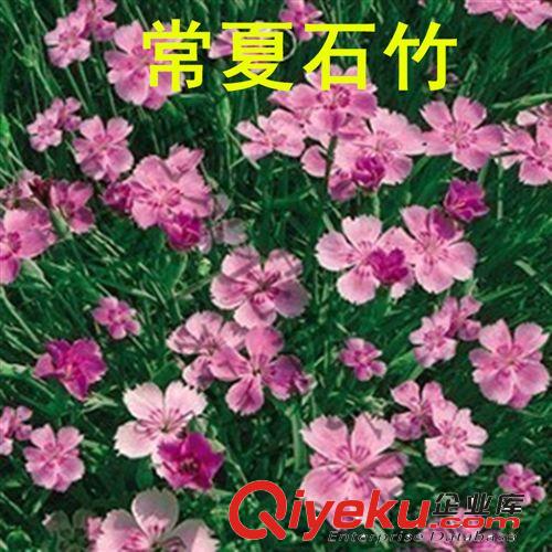 批发夜来香种子 清香  盆栽 观赏 庭院 花草草花草籽种子