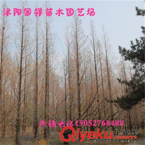 綠化苗木 道路行道樹 香樟苗 基地優(yōu)質供應