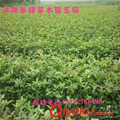 綠化苗木 道路行道樹 香樟苗 基地優(yōu)質供應原始圖片2