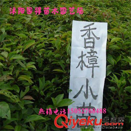 綠化苗木 道路行道樹 香樟苗 基地優(yōu)質供應原始圖片3