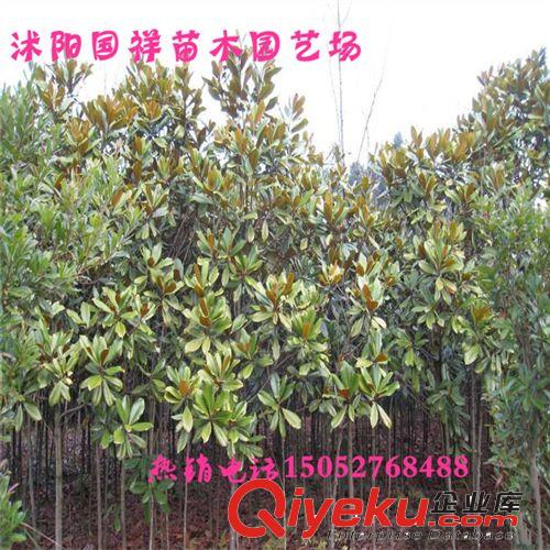 楓香苗 楓香小苗綠化苗木 基地自產自銷