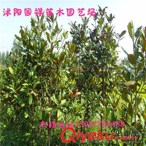 工程綠化苗廣玉蘭苗 玉蘭苗優質批發原始圖片3