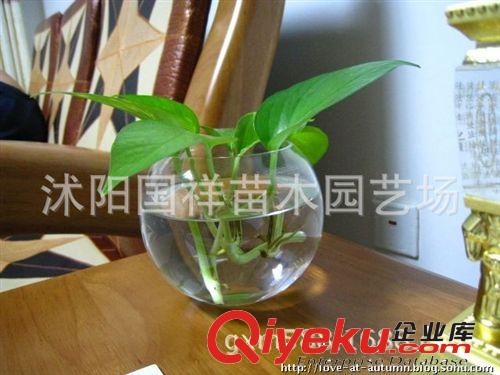 供應(yīng)水培植物 水培綠蘿  吸收甲醛高手  新房必備 不帶盆