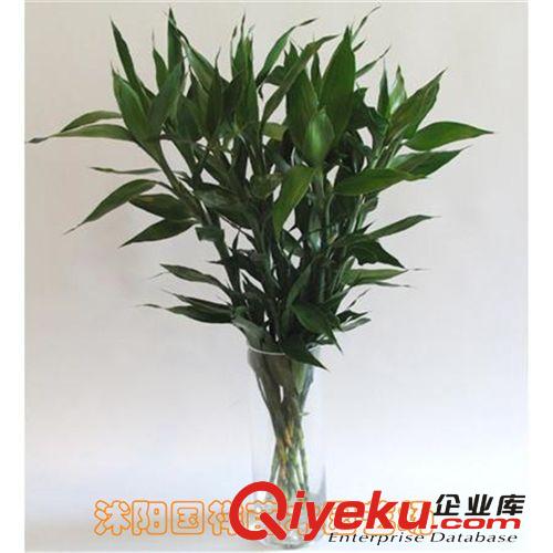 水培植物 粉掌火鶴花 室內(nèi)盆栽花苗 辦公室花卉 有氧創(chuàng)意盆景