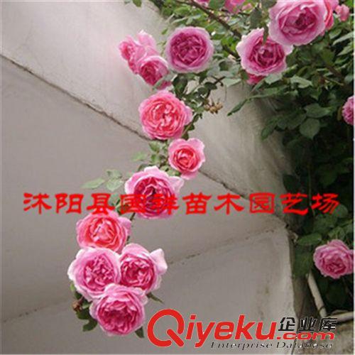 批發(fā)供應(yīng)薔薇苗 爬藤植物 包成活 品種齊全