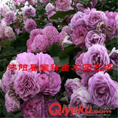 批發(fā)供應(yīng)薔薇苗 爬藤植物 包成活 品種齊全