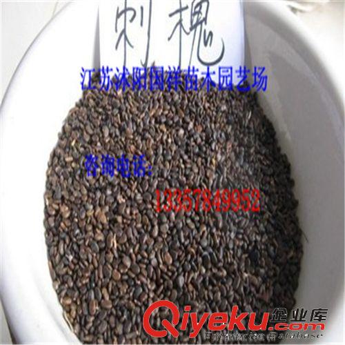 實體公司批發(fā) 新采林木樹種 苗木 白蠟種子 青榔木種子 白荊樹