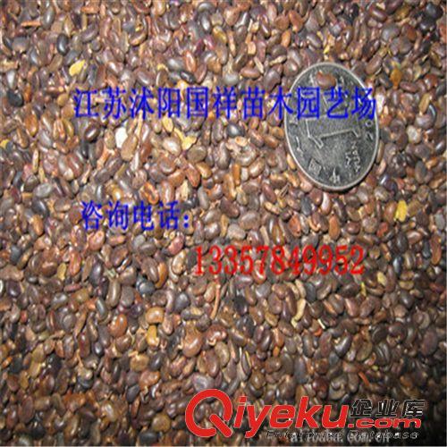 刺槐種子優(yōu)質(zhì)種子 當(dāng)年新采 量大從優(yōu) 歡迎前來購(gòu)買原始圖片2