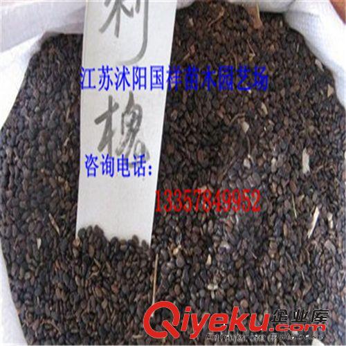 刺槐種子優(yōu)質(zhì)種子 當(dāng)年新采 量大從優(yōu) 歡迎前來購(gòu)買原始圖片3