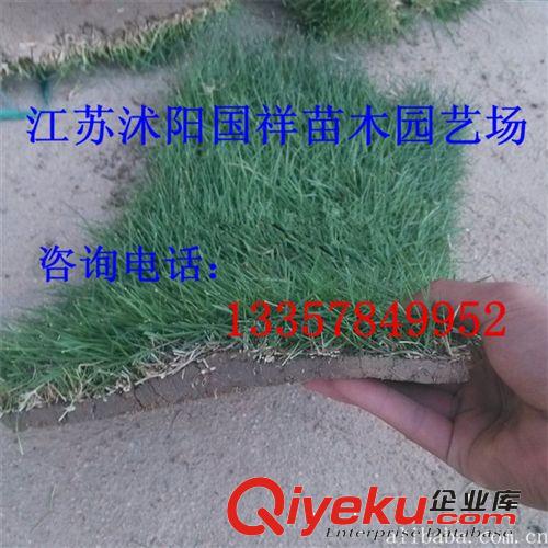臺灣青草種子 草種草籽 保質保量 量大從優(yōu) 歡迎來電咨詢原始圖片2