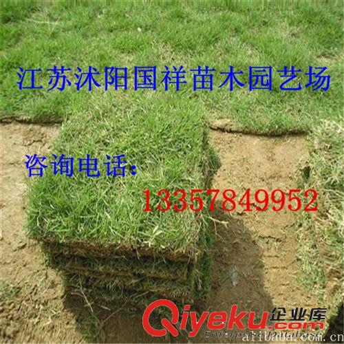 臺灣青草種子 草種草籽 保質保量 量大從優(yōu) 歡迎來電咨詢原始圖片3