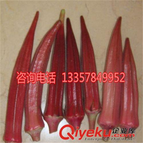 bs菜種子 黃秋葵雜交品種 蔬菜種子  量大從優(yōu)原始圖片2