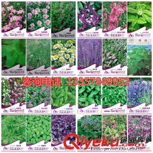 bs菜種子 黃秋葵雜交品種 蔬菜種子  量大從優(yōu)原始圖片3