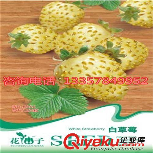 雪里蕻種子蔬菜種子陽臺種植 品種齊全 量大從優(yōu) 歡迎選購