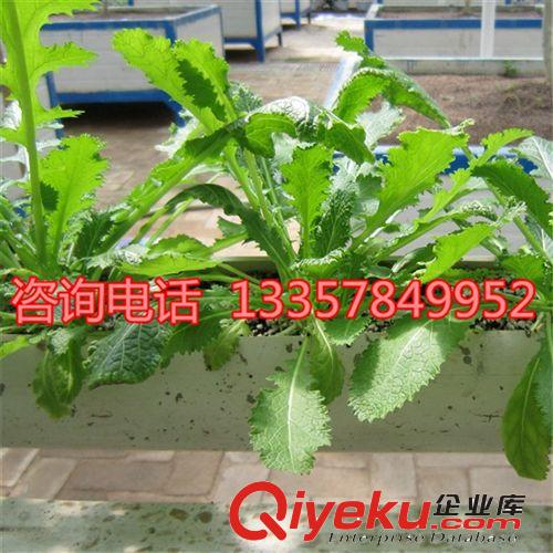 雪里蕻種子蔬菜種子陽臺種植 品種齊全 量大從優(yōu) 歡迎選購原始圖片2
