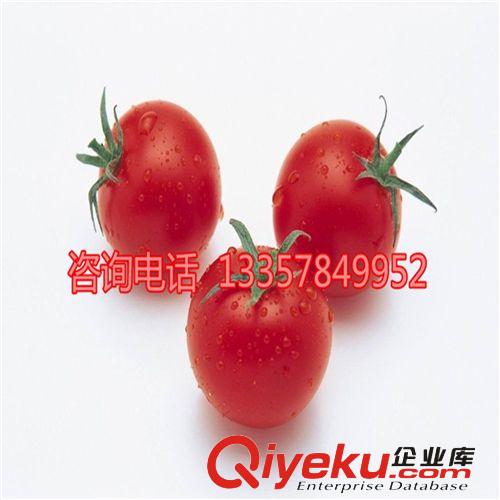 紅圣女果種子 陽臺蔬菜種子 四季播種 量大從優(yōu)原始圖片2