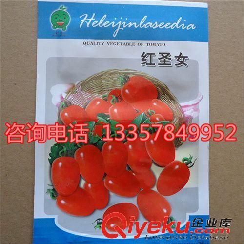 紅圣女果種子 陽臺蔬菜種子 四季播種 量大從優(yōu)原始圖片3