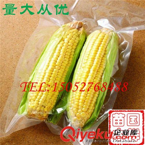 玉米種子 甜玉米種子 味美香甜 庭院播種 量大從優(yōu)原始圖片2