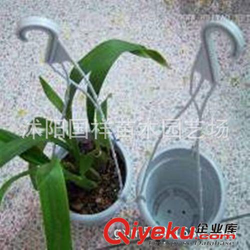 tj白色塑料吊蘭盆 花盆 綠蘿 吊蘭專用吊盆 整套帶吊勾原始圖片2