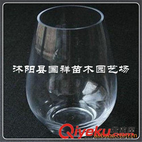 簡(jiǎn)約 透明玻璃 恐龍蛋花瓶 水培水養(yǎng) 花卉綠植花盆 水培容器原始圖片3