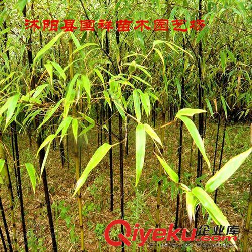 大量供應(yīng)紫竹,黑竹等竹類苗木  量大優(yōu)惠原始圖片2