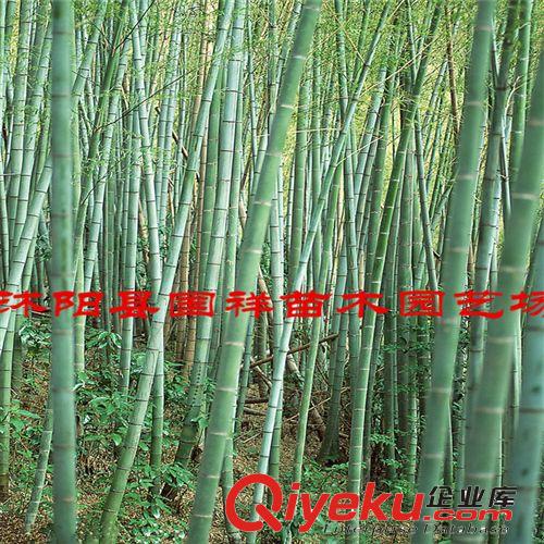 供應(yīng)四季竹、紫竹、金鑲玉竹、箬竹、青皮竹佛肚竹等