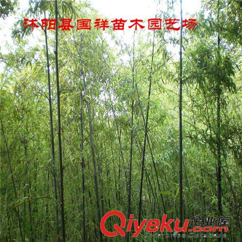 大量供應(yīng)早園竹,淡竹,剛竹等等 量大優(yōu)惠原始圖片2