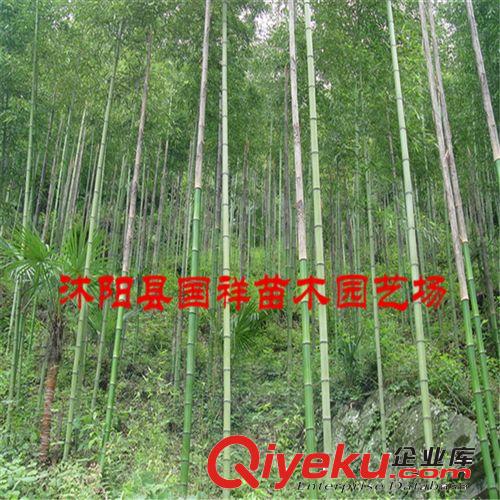 基地大量供應(yīng)綠化觀賞金鑲玉竹，歡迎來電咨詢