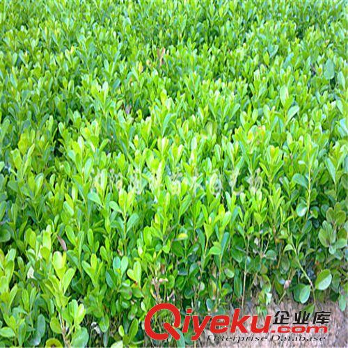 大量出售優質的大葉黃床苗 小苗 大葉黃楊價格基地直銷原始圖片2