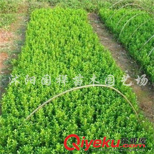 大量出售優質的大葉黃床苗 小苗 大葉黃楊價格基地直銷原始圖片3