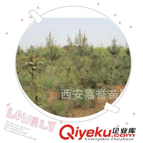 陜西園林苗圃櫻花 直銷各種規(guī)格的櫻花 批發(fā)量大從優(yōu)