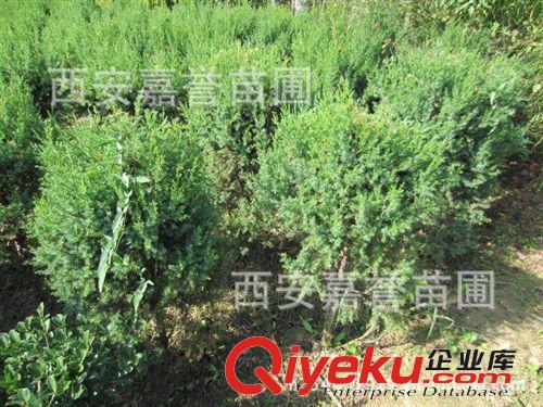 陕西刺柏球农户供应 甘肃兰州工程用刺柏球 专业种植基地