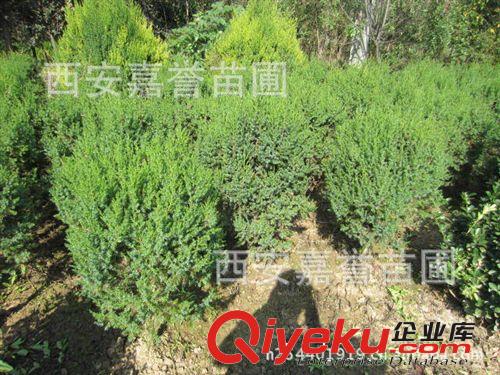 陕西刺柏球农户供应 甘肃兰州工程用刺柏球 专业种植基地