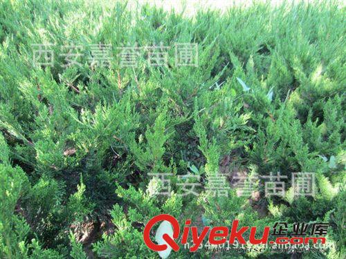 陜西國(guó)槐批發(fā)直銷 量大從優(yōu)  占地用國(guó)槐  裕盛國(guó)槐種植大戶