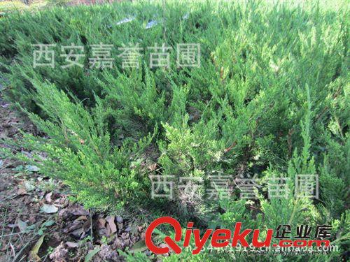 批發(fā)龍柏苗 龍柏小苗 陜西龍柏 甘肅龍柏 量大從優(yōu) 供應(yīng)龍柏苗原始圖片2