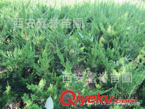 批發(fā)龍柏苗 龍柏小苗 陜西龍柏 甘肅龍柏 量大從優(yōu) 供應(yīng)龍柏苗原始圖片3