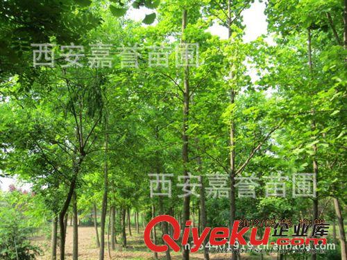陜西西安苗圃專業供應10--60公分的柿子樹 低價供應 量大從優