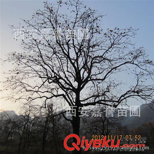 陜西西安苗圃專業供應10--60公分的柿子樹 低價供應 量大從優原始圖片2